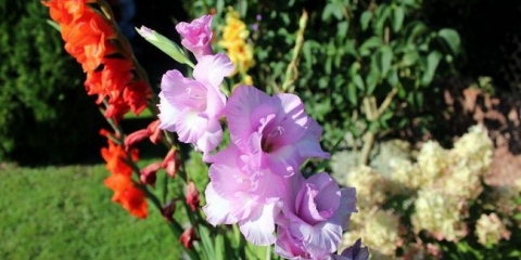 Květiny mečíků - jak se o ně správně starat v zemi